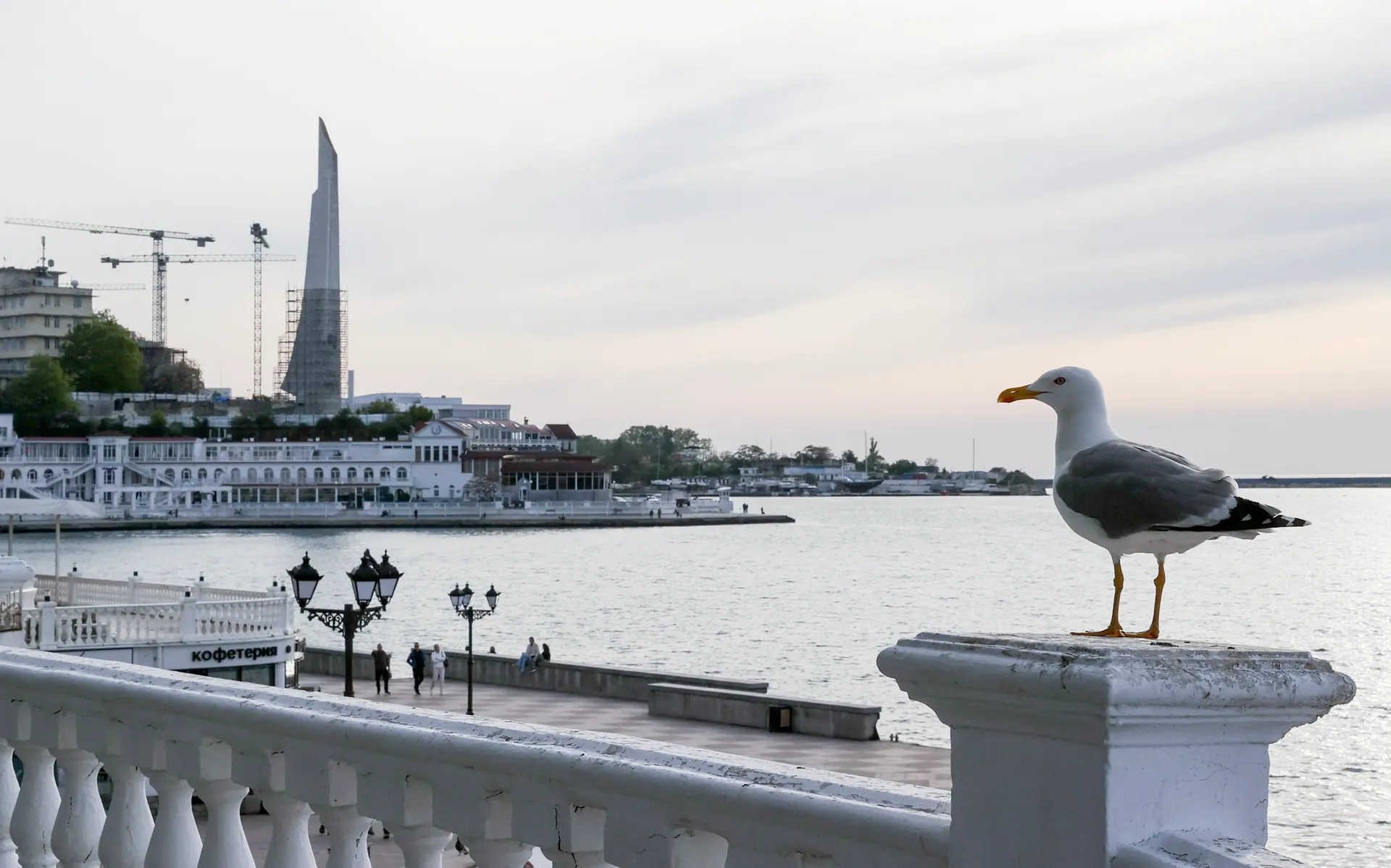 Серебристая чайка на набережной в Севастопольской бухте