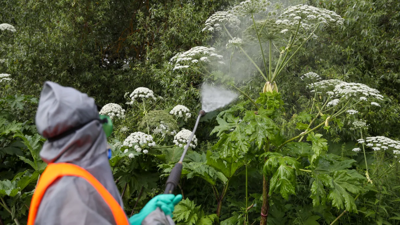 Россия. Московская область. Рабочий во время уничтожения борщевика в Пушкинском районе.