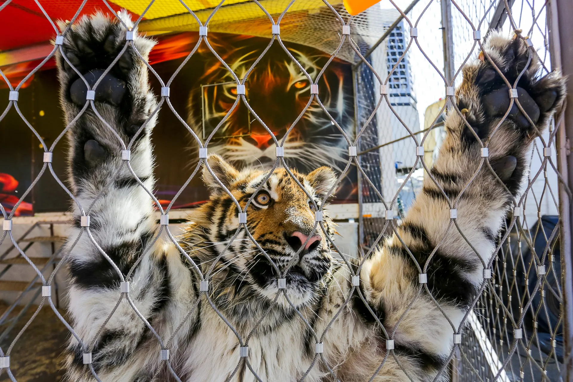 Тигр в вольере цирка-шапито