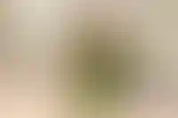 Фото программы