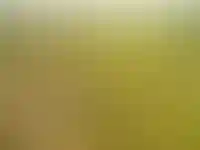 «Дальневосточный гектар» планируют расширить на всю страну для участников СВО_2673