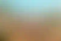 В Башкортостане ограничили количество домашних животных на жилплощадь_2222