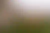 Где можно и нельзя выгуливать собак по закону_6356