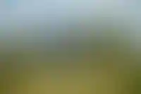 Каждый третий индивидуальный дом в 2024 году был построен из дерева_1572