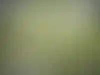 «АПРИ» впервые выйдет на рынок Ленинградской области_914