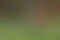 Маткапитал можно будет тратить на ИЖС через эскроу-счета_350