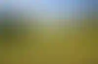 «Самолет» купил госкомпанию, которая владеет 736 га в Новой Москве_2184