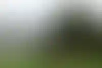 ГК Брусника планирует построить курорт в Республике Алтай площадью 200 га_3590