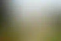 Северные ворота дворца Долмабахче