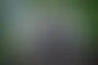 Слепыш