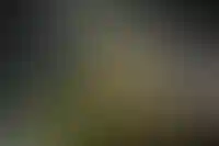 Вид на новогоднюю елку на Манежной площади